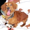 Chewy Olson