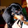 Penny Kipling