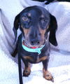Penny Kipling