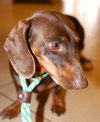 Buster Kipling