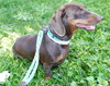 Buster Kipling