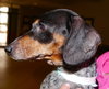 Starr Kipling