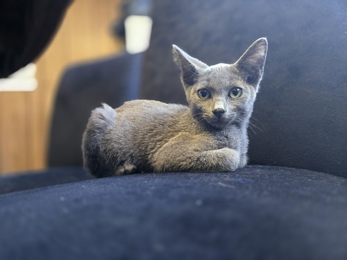 animal-image