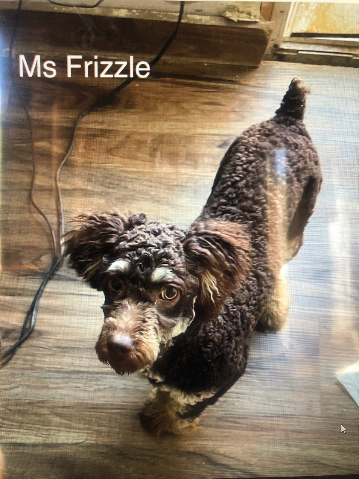 Dog for Adoption Ms. Frizzle, a Poodle (Standard) in Westchester County, NY Alpha Paw