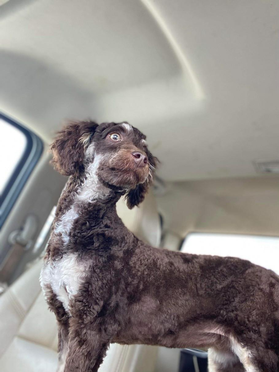 Dog for Adoption Ms. Frizzle, a Poodle (Standard) in Westchester County, NY Alpha Paw