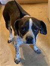 adoptable Dog in westwood, nj, NJ named Wynonna