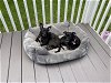 adoptable Dog in , NJ named Juicebox (Bonded Pair)