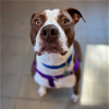adoptable Dog in westwood, NJ named Willy (Experienced Foster Needed)