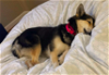 adoptable Dog in , NJ named Juno