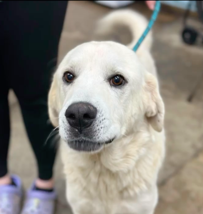 adoptable Dog in Westwood, NJ named Snowball