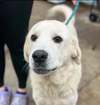 adoptable Dog in Westwood, NJ named Snowball