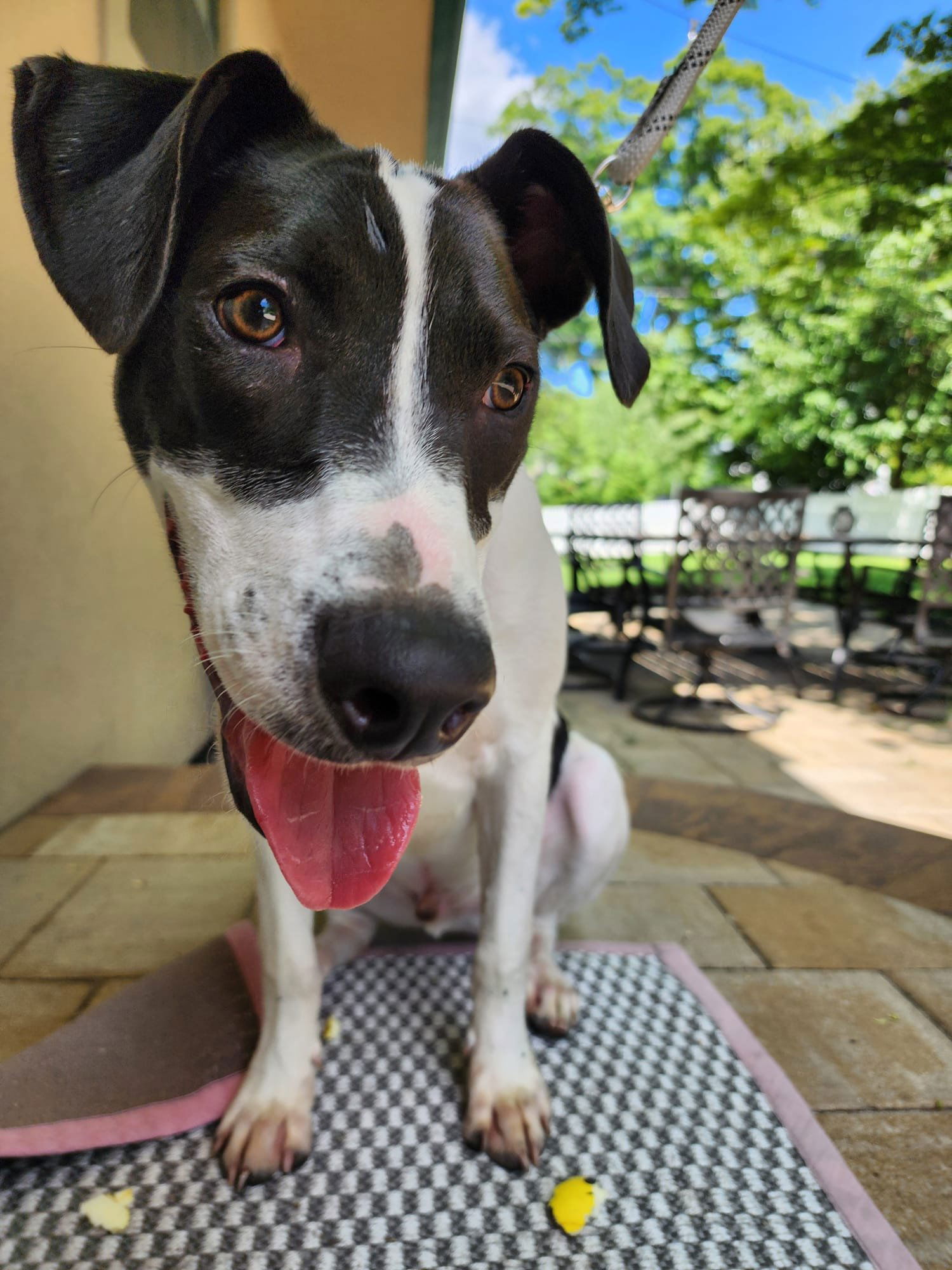 adoptable Dog in Westwood, NJ named Rubix