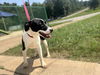 adoptable Dog in , NJ named Amaya