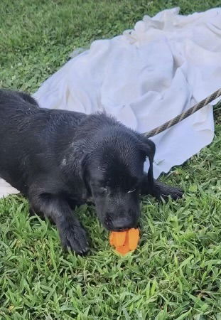 adoptable Dog in Westwood, NJ named Buddy