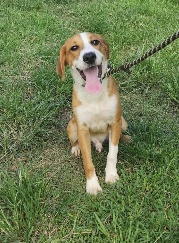 adoptable Dog in Westwood, NJ named Champ