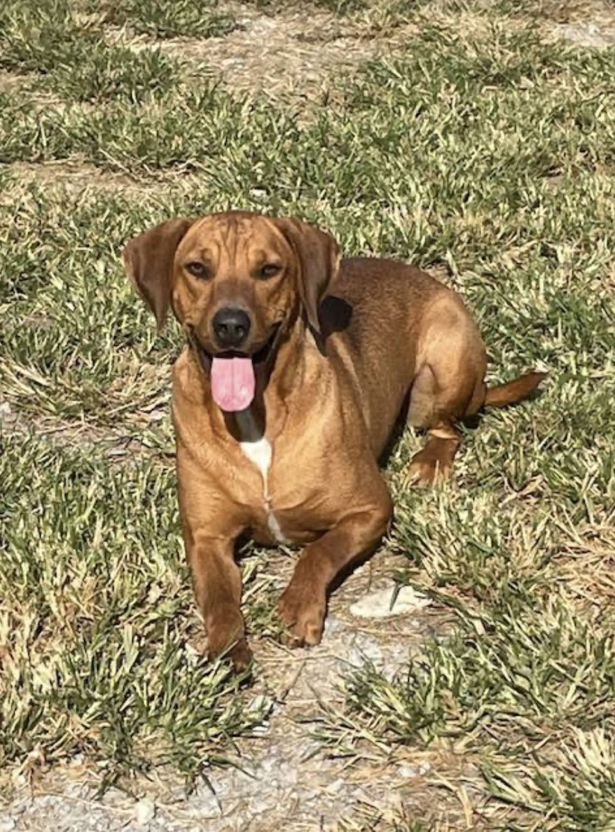 adoptable Dog in Westwood, NJ named Hank