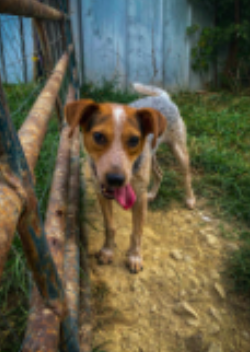 adoptable Dog in Westwood, NJ named Camo