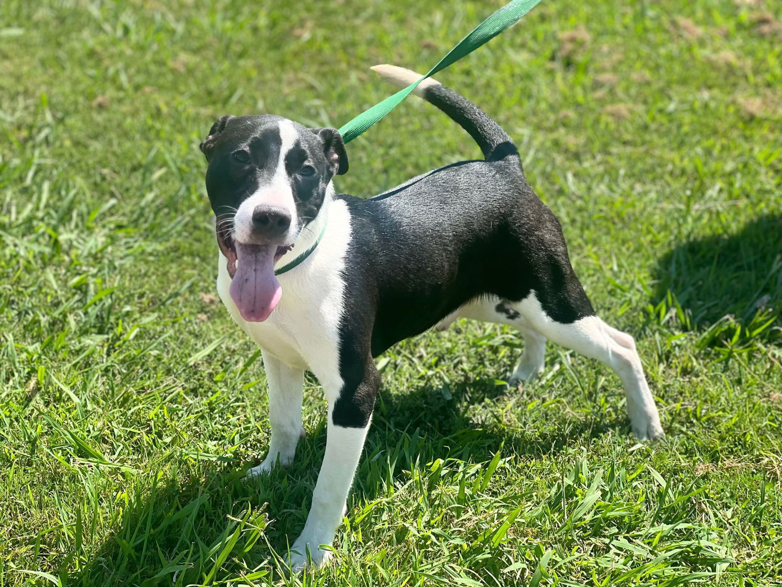 adoptable Dog in Westwood, NJ named Ronnie