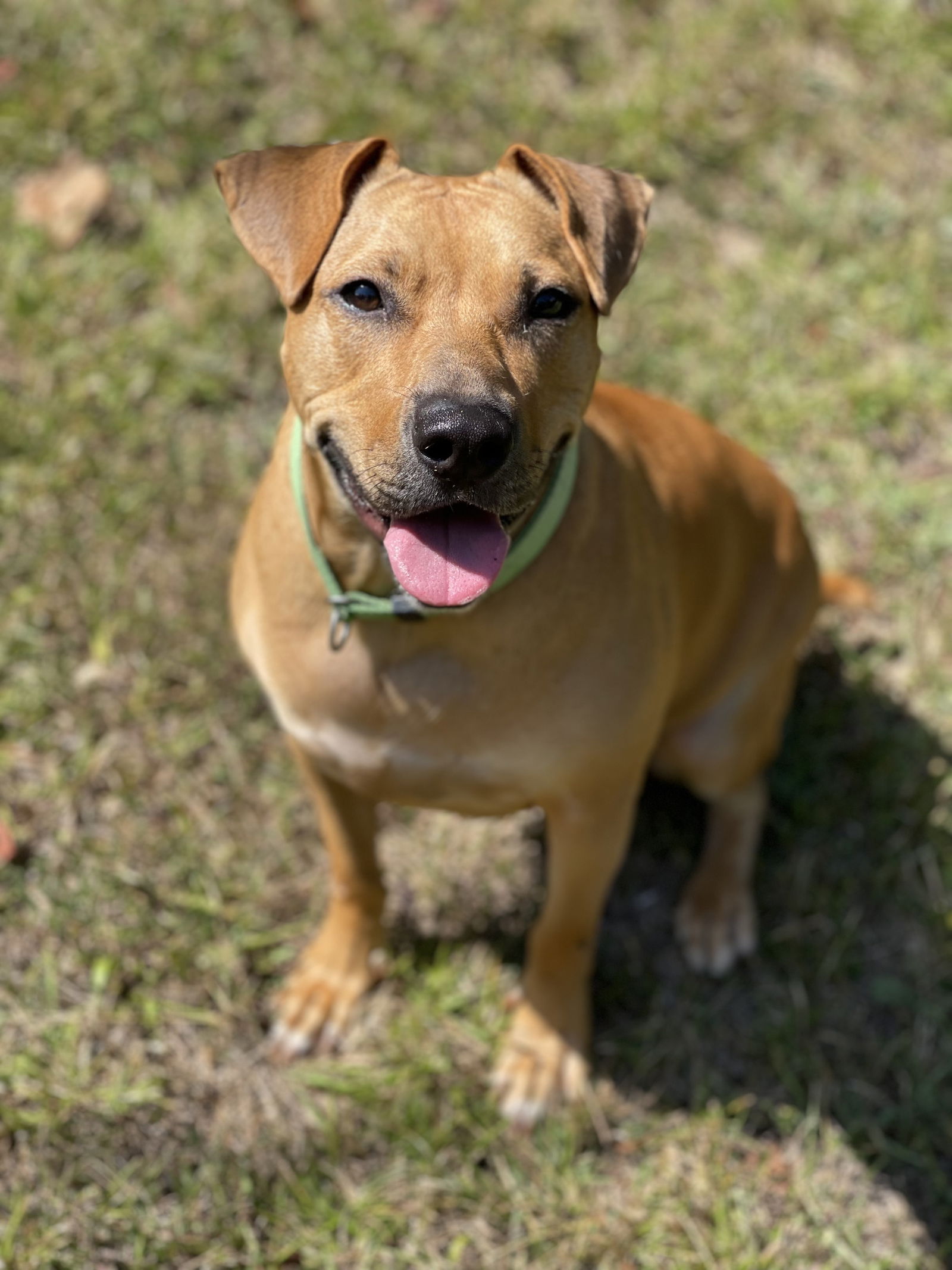 adoptable Dog in Westwood, NJ named Sheila