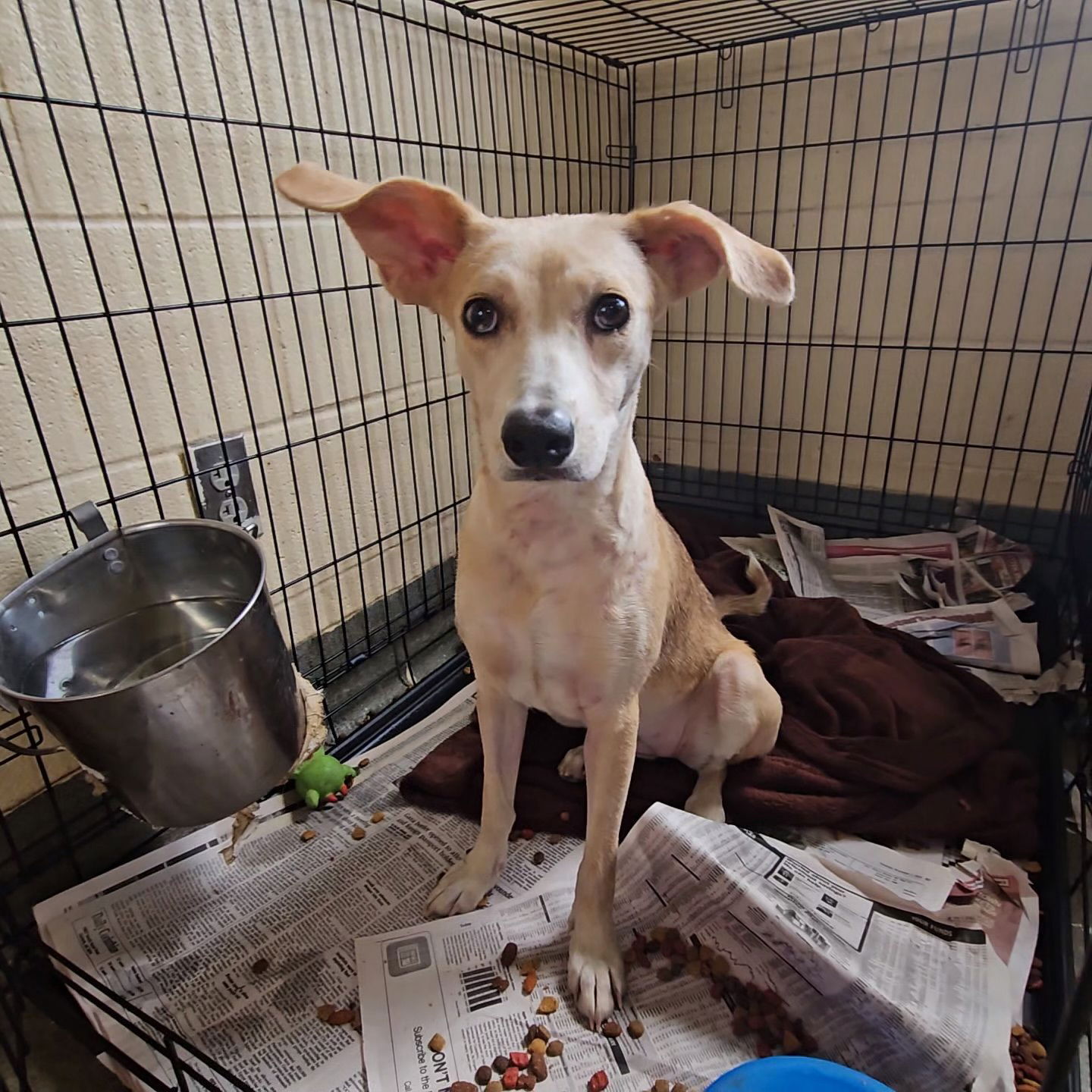 adoptable Dog in Westwood, NJ named Coyote