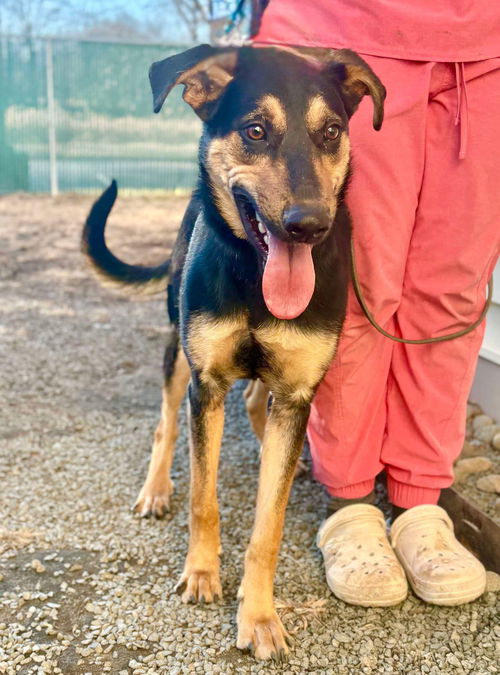 picture of the dog needing adoption