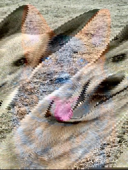 animal-image