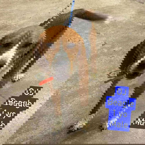 animal-image