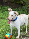 adoptable Dog in  named Ganon