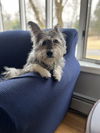 adoptable Dog in  named Casper