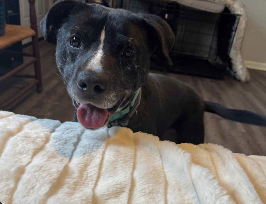 adoptable Dog in Westwood, NJ named Happy (Bonded Pair with Stan)