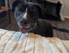 adoptable Dog in  named Happy (Bonded Pair with Stan)