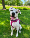 adoptable Dog in Westwood, NJ named Hero (Foster or Adopter Needed!)