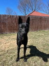 adoptable Dog in  named Johnny