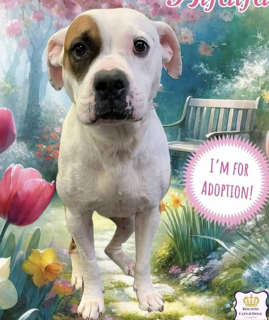 adoptable Dog in Westwood, NJ named Larry