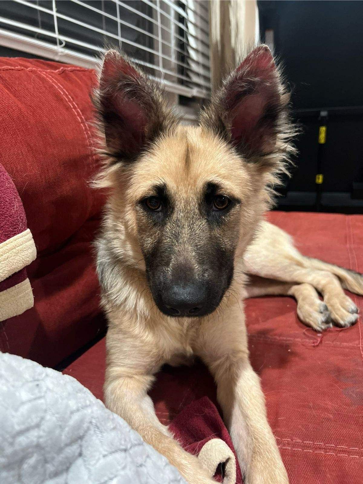 adoptable Dog in Westwood, NJ named Luna