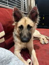 adoptable Dog in  named Luna
