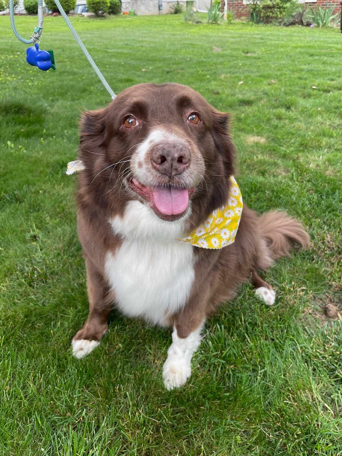 adoptable Dog in Westwood, NJ named Molly (Foster or Adopter Needed)