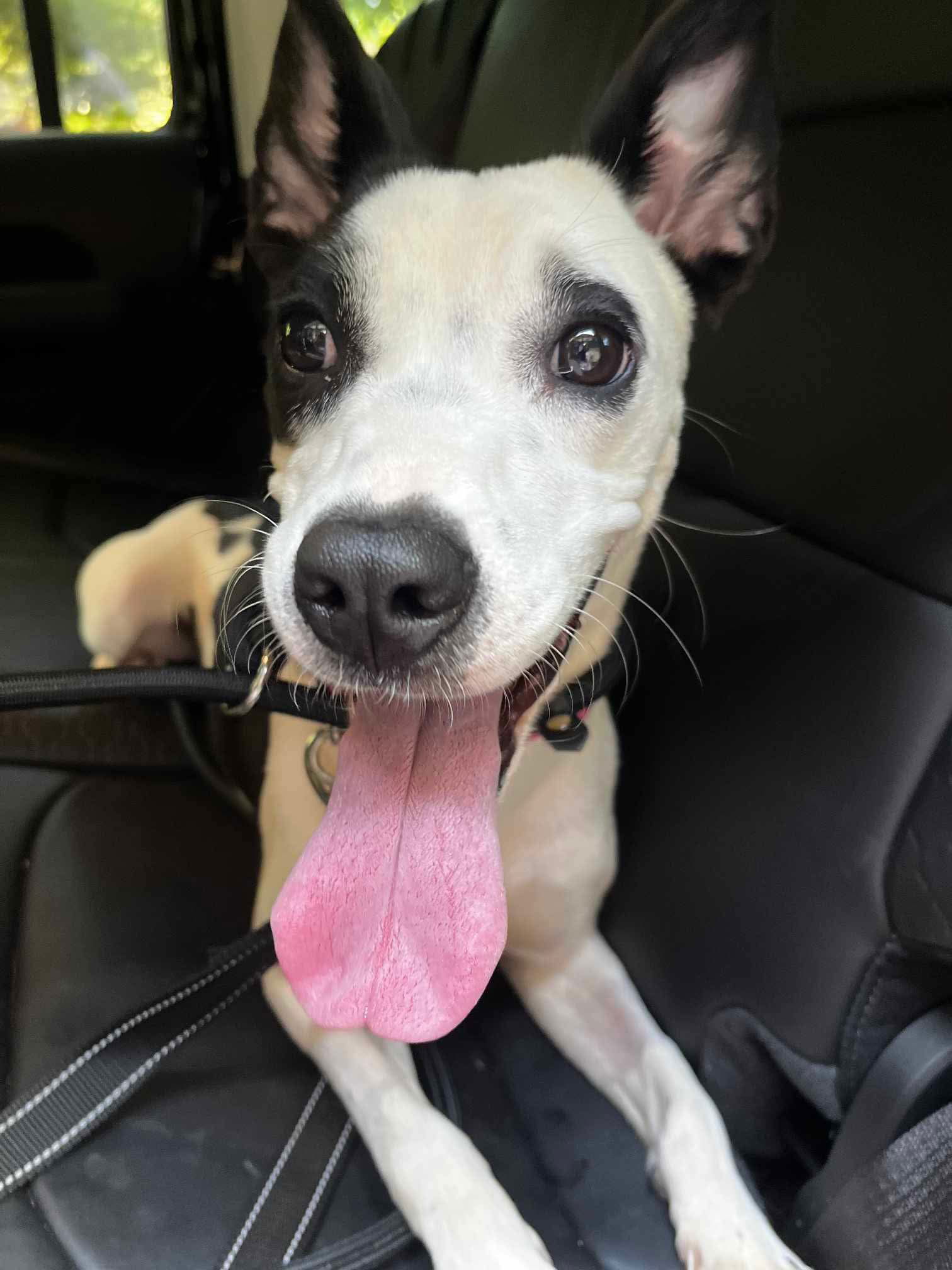 adoptable Dog in Westwood, NJ named Moo Moo