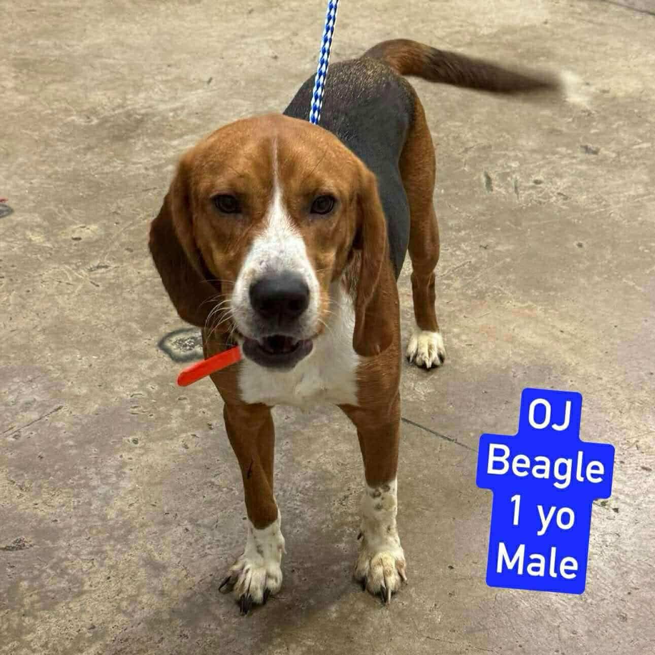 adoptable Dog in Westwood, NJ named OJ