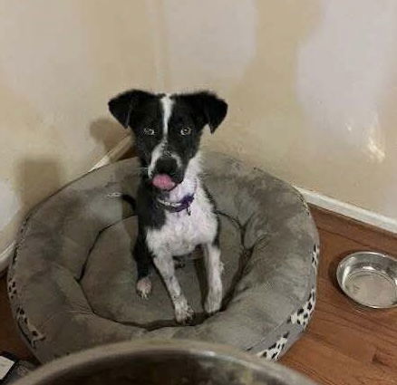 adoptable Dog in Westwood, NJ named Panda