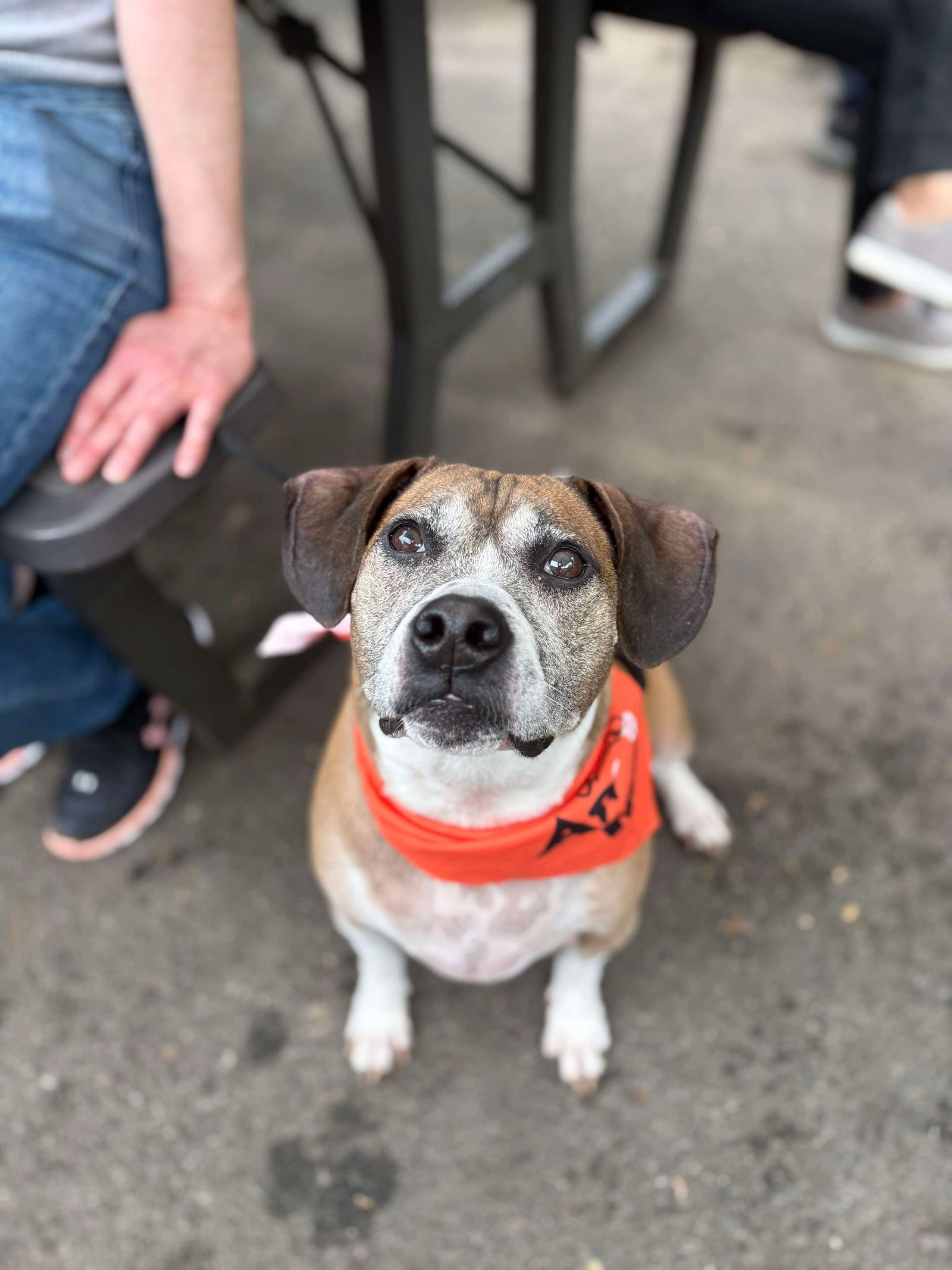adoptable Dog in Westwood, NJ named Roscoe