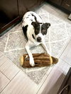 adoptable Dog in westwood, NJ named Rubix