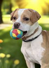 adoptable Dog in westwood, NJ named Silo
