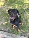 adoptable Dog in westwood, NJ named Snow