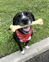 adoptable Dog in westwood, NJ named Stan (bonded pair with Happy)