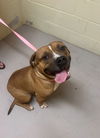 adoptable Dog in westwood, NJ named Teddy Bear