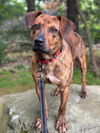 adoptable Dog in westwood, NJ named Thomas the Dad Cur (Foster needed)