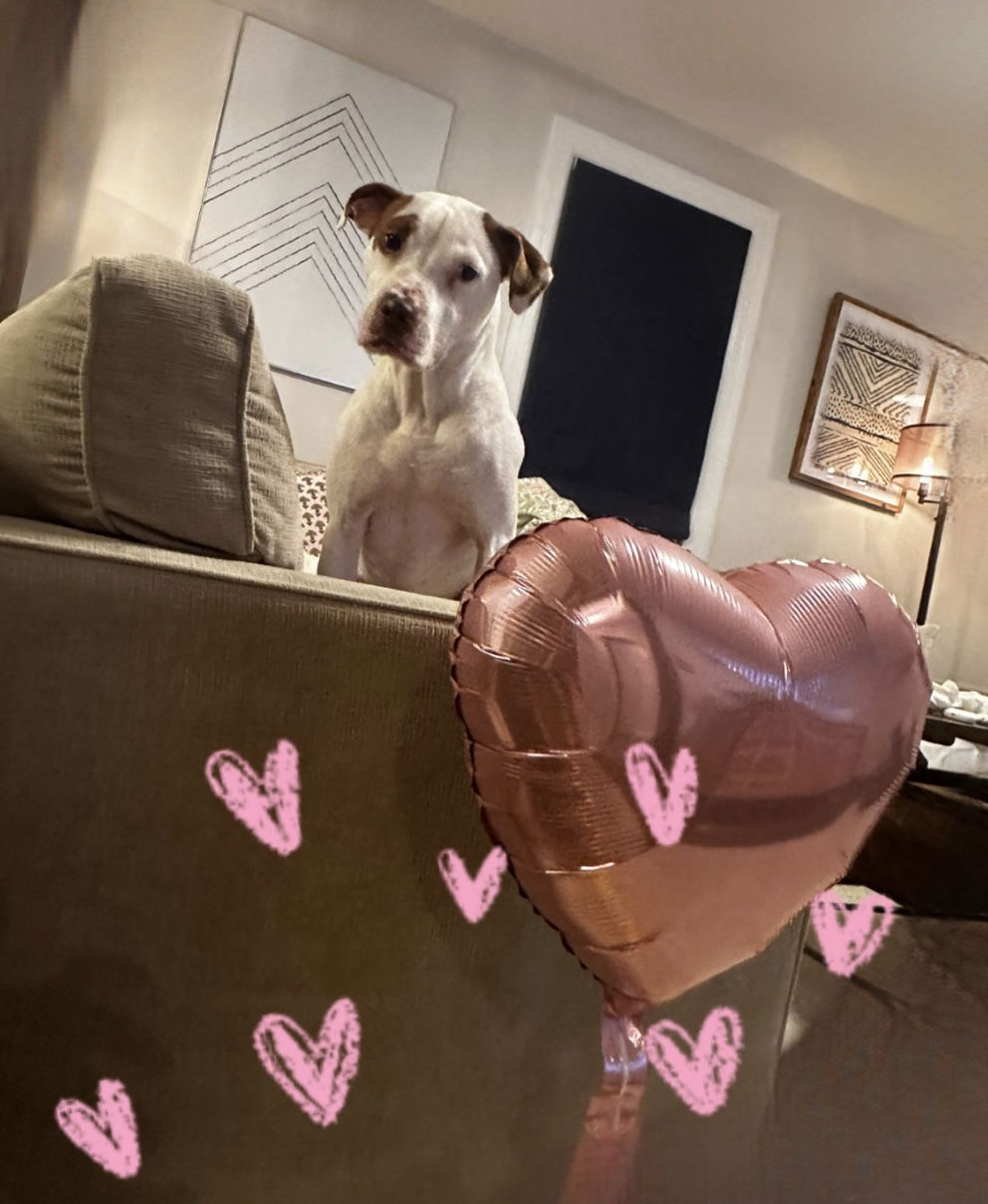 adoptable Dog in Westwood, NJ named Wendell