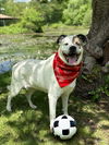 adoptable Dog in westwood, NJ named Willa (adopter or foster needed)