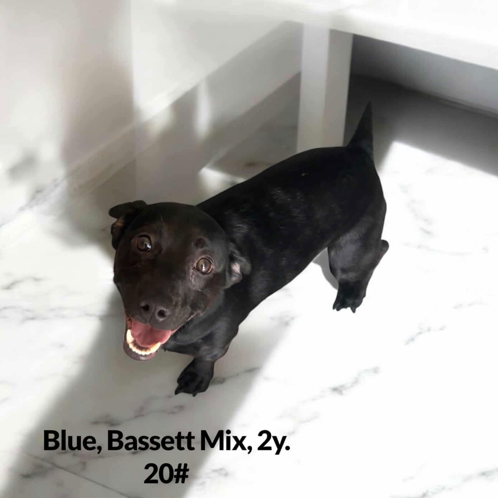 adoptable Dog in Westwood, NJ named Blue